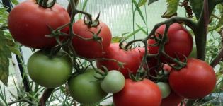 Characteristics and description of the tomato variety Rhapsody