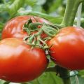 Penerangan mengenai varieti tomato Spring f1, cadangan untuk menanam dan merawat