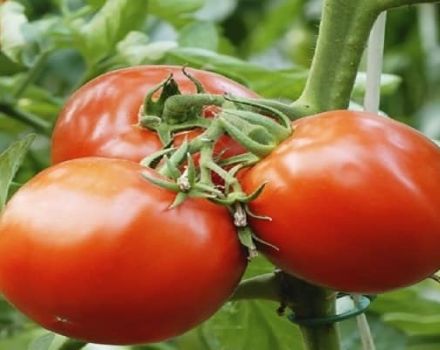 Descripción de la variedad de tomate Spring f1, recomendaciones para su cultivo y cuidado.