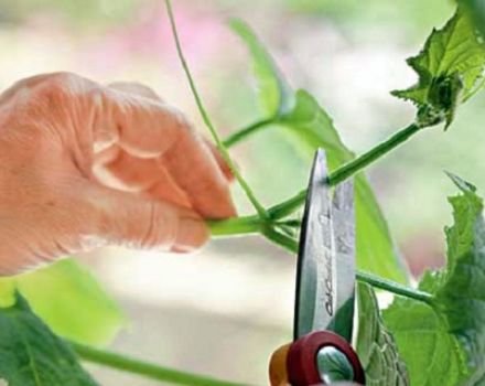 How to pinch cucumbers in the open field and in the greenhouse correctly