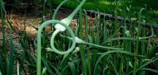 When and how to properly trim the arrows of garlic: what does it give and is it necessary?