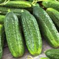 Description of varieties of cucumbers Esaul, Monastyrsky, Ukhazher, Pharaoh, No hassle and others