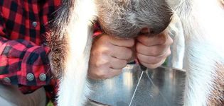 Why does a goat give salted milk and what to do, how to prevent the problem