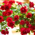 Description of the rose variety Flamentants, planting and care, shelter for the winter