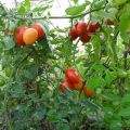 Description de la variété de tomate poivre sicilien et ses caractéristiques