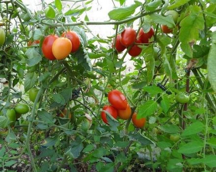 Description de la variété de tomate poivre sicilien et ses caractéristiques