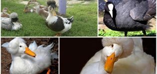 Noms et descriptions des races de canards noirs et blancs avec une tête touffue et comment choisir