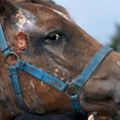 Quelles sont les maladies des chevaux, leurs méthodes de traitement et de prévention