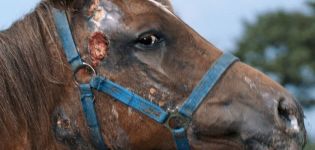 Qué enfermedades tienen los caballos, métodos de tratamiento y prevención.