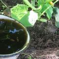 How to feed cucumbers with mullein, horse and rabbit dung