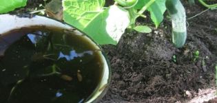 How to feed cucumbers with mullein, horse and rabbit dung