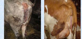 Causas y síntomas de retención de placenta en vacas, régimen de tratamiento y prevención