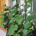 Features of growing and caring for cucumber Balcony F1 on the window