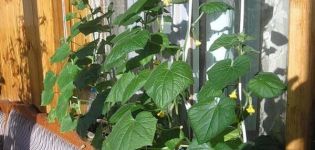 Features of growing and caring for cucumber Balcony F1 on the window