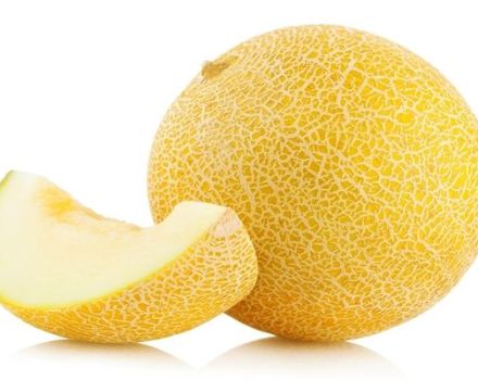 Description de la variété de melon au miel, recommandations de culture et d'entretien