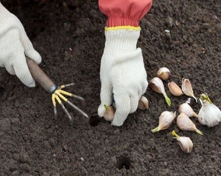 Quand planter de l'ail à l'automne, comment se préparer et comment traiter le jardin avant de planter?