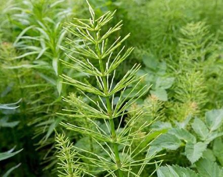 Opis i upute za uporabu herbicida u suzbijanju konjskog repa