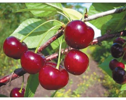 Description and characteristics of the Apukhtinskaya cherry variety, planting and care