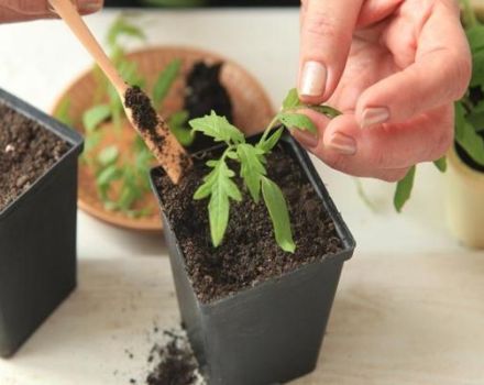 Días propicios para plantar tomates en marzo de 2020