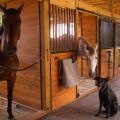 Comment toiletter un cheval à la maison pour les débutants