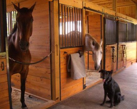 Cómo preparar un caballo en casa para principiantes.