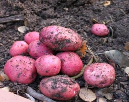 Description of the Manifesto potato variety, its characteristics and yield