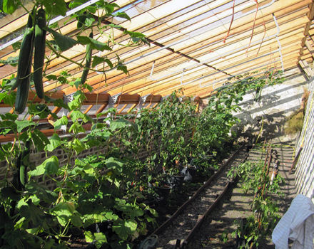 Cuándo y cómo plantar adecuadamente plántulas de pepino en un invernadero o invernadero