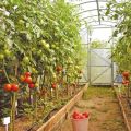 Names and characteristics of indeterminate, tall and high-yielding tomato varieties for greenhouses