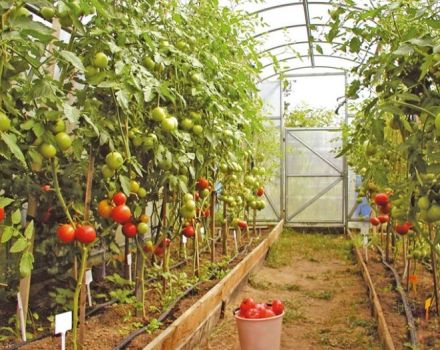 Nama dan ciri-ciri varieti tomato yang tidak tentu, tinggi dan tinggi untuk rumah hijau