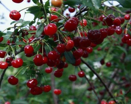 Descripción descripción de las mejores variedades de cereza siberiana, plantación y cuidado en campo abierto.