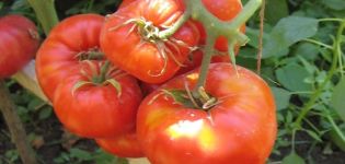 Description de la variété de tomate Deliciosus, caractéristiques de culture et rendement