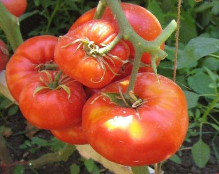 Description of the tomato variety Deliciosus, features of cultivation and yield