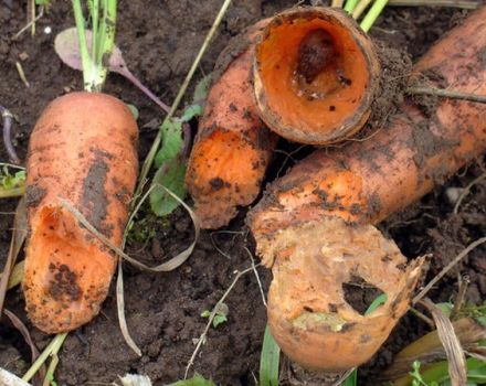 Description of pests of carrots, treatment and control of them