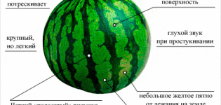 Ako ľahké je zistiť zrelosť melónu v záhrade, najlepšie metódy, ako to neurobiť