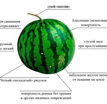 Kuinka helppoa on määrittää vesimelonin kypsyys puutarhassa, parhaat menetelmät miten sitä ei tehdä