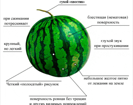 How easy it is to determine the ripeness of a watermelon in the garden, the best methods how not to do it