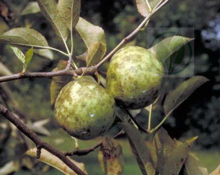 How to deal with soot fungus on an apple tree, chemicals and biological products for treatment