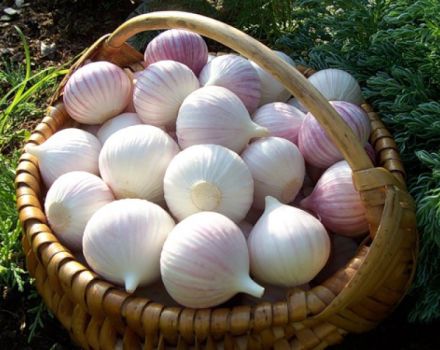 Planting, growing and caring for one-clove garlic when digging and harvesting