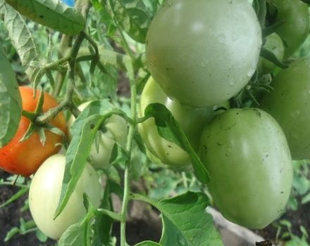 Descripción de la variedad de tomate Manzanas en la nieve, sus características y rendimiento.