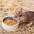 Is it possible and how to properly give wheat to rabbits, harm and contraindications