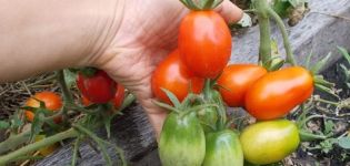 Description and characteristics of the Kibitz tomato variety