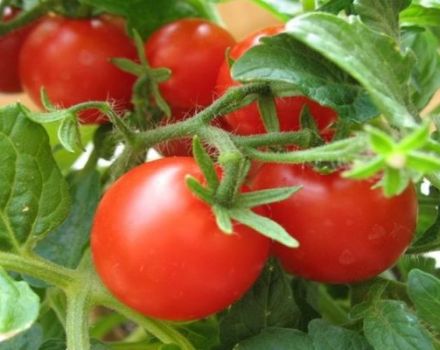 Características y descripción del tomate variedad Tanya