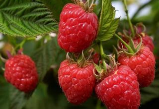 Description et caractéristiques de la variété de framboises Zhuravlik, culture et reproduction