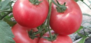 Description of the Barmalei tomato variety, its cultivation and care