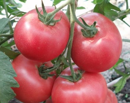 Descripción de la variedad de tomate Barmalei, su cultivo y cuidados