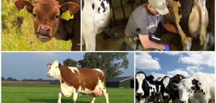 Pourquoi une vache serre le lait et ne donne pas tout, les raisons et ce qu'il faut faire