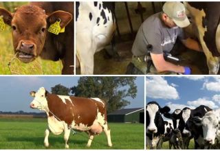 Pourquoi une vache serre le lait et ne donne pas tout, les raisons et ce qu'il faut faire