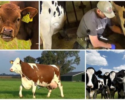 Por qué una vaca sujeta la leche y no da todo, razones y que hacer.