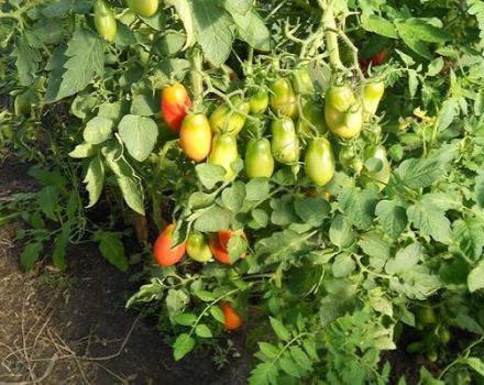 Description de la variété de tomate Grozdeva et de ses caractéristiques