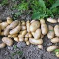 The best early and ultra-early potato varieties for planting in Belarus and their description